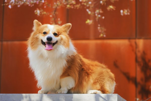 What Are the Best Techniques for Managing a Dog's Behavioral Issues?