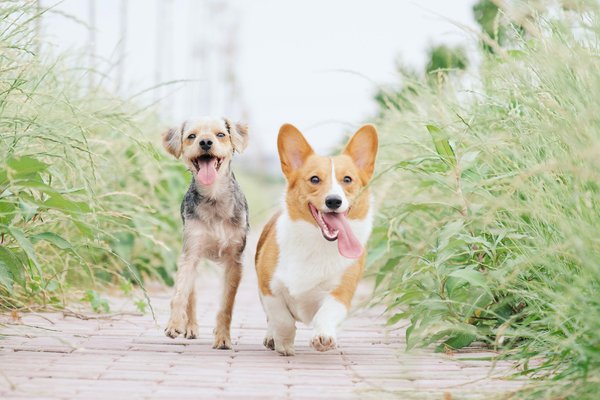 What Are the Best Practices for Feeding a Multi-Dog Household?